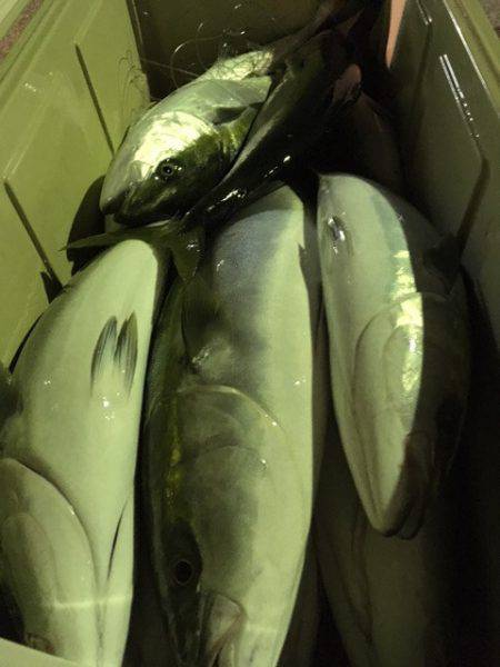 第二八坂丸 釣果