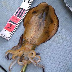 エヌスタイル 釣果