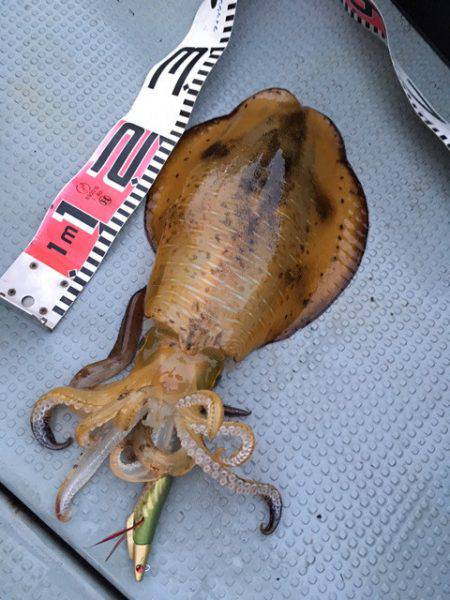 エヌスタイル 釣果