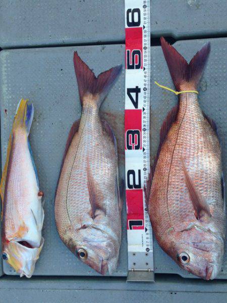 釣鯛洋 釣果