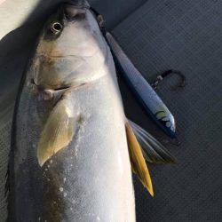 アマテラス 釣果