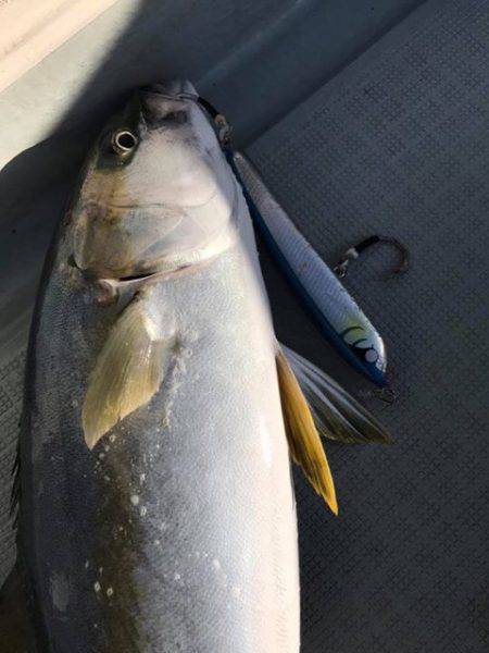 アマテラス 釣果