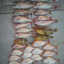 海季丸(みきまる) 釣果