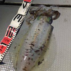 エヌスタイル 釣果