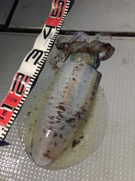 エヌスタイル 釣果