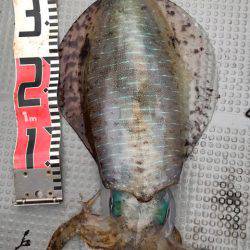 エヌスタイル 釣果