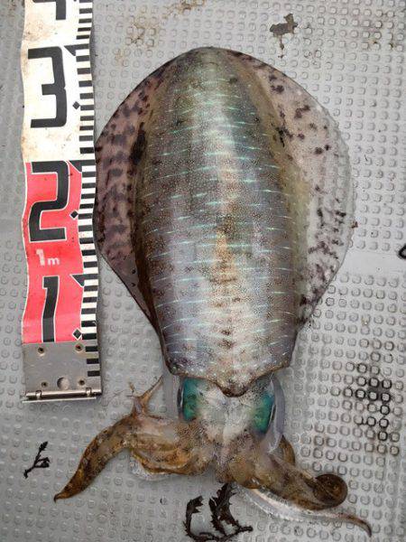 エヌスタイル 釣果