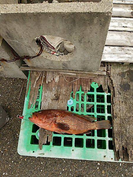 KO-SHIN丸 釣果