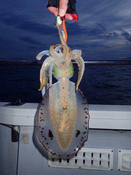 まるいち丸 ZERO-1 釣果