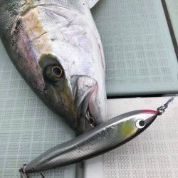 アマテラス 釣果