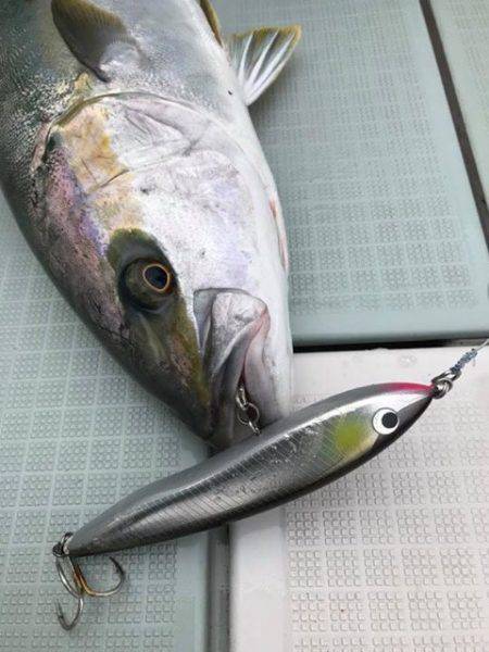 アマテラス 釣果