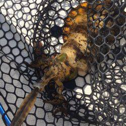 「LaGooN」蒼陽丸 日和号 釣果