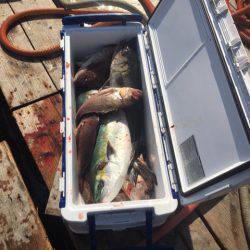 釣り堀水宝 釣果