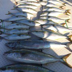 ビッグファイター 釣果