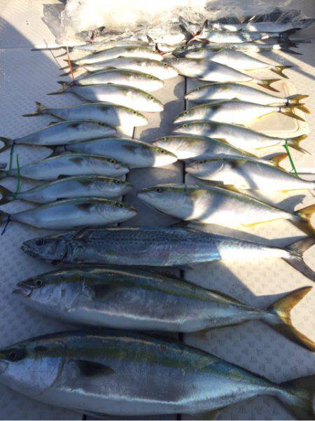 ビッグファイター 釣果