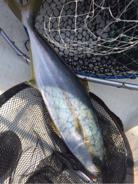 「LaGooN」蒼陽丸 日和号 釣果