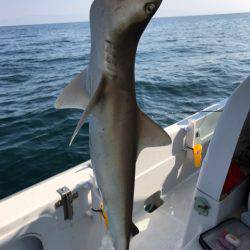 龍神丸（鹿児島） 釣果
