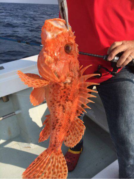 海楽隊 華栞丸 釣果