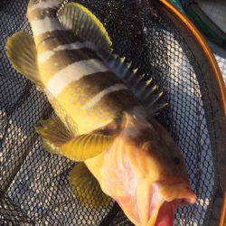 「LaGooN」蒼陽丸 日和号 釣果