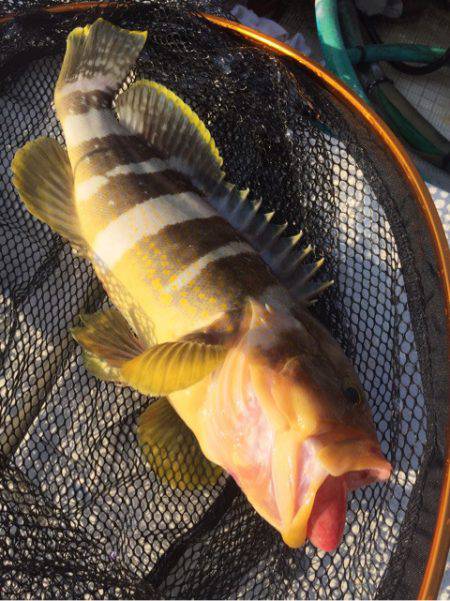 「LaGooN」蒼陽丸 日和号 釣果