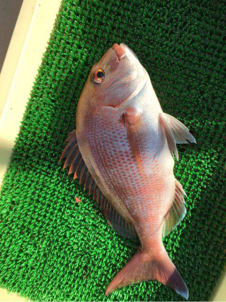 Ｖ−７ West 釣果