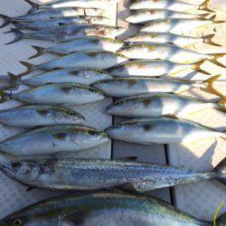 ビッグファイター 釣果