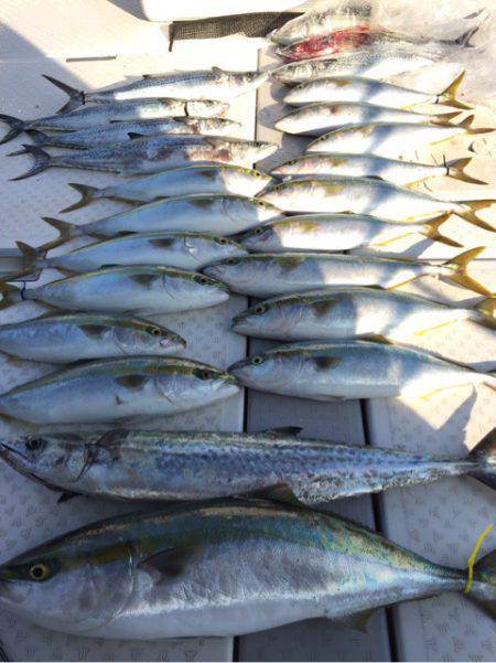 ビッグファイター 釣果