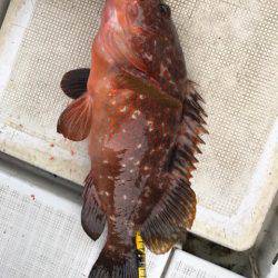 龍神丸(鹿児島) 釣果