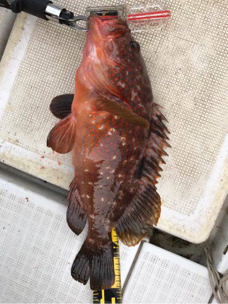 龍神丸(鹿児島) 釣果