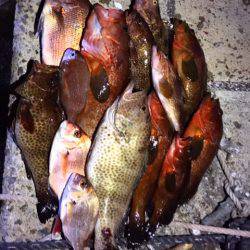 龍神丸(鹿児島) 釣果