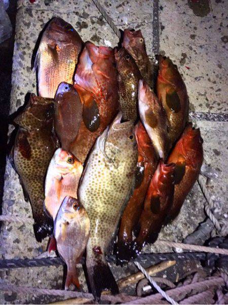 龍神丸(鹿児島) 釣果