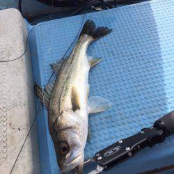 アマテラス 釣果