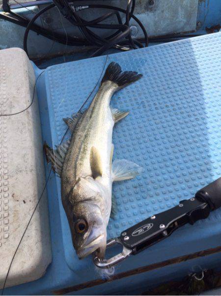 アマテラス 釣果