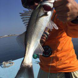 アマテラス 釣果