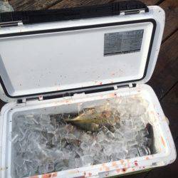 釣り堀水宝 釣果