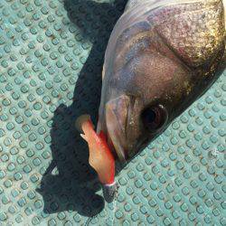 アマテラス 釣果