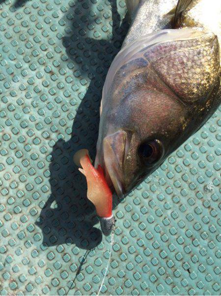 アマテラス 釣果