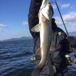 アマテラス 釣果