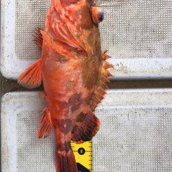 龍神丸(鹿児島) 釣果