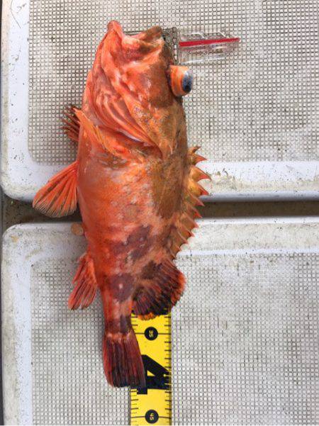 龍神丸(鹿児島) 釣果