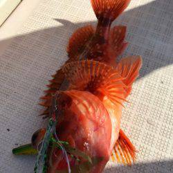 龍神丸(鹿児島) 釣果