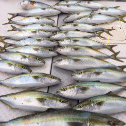 ビッグファイター 釣果