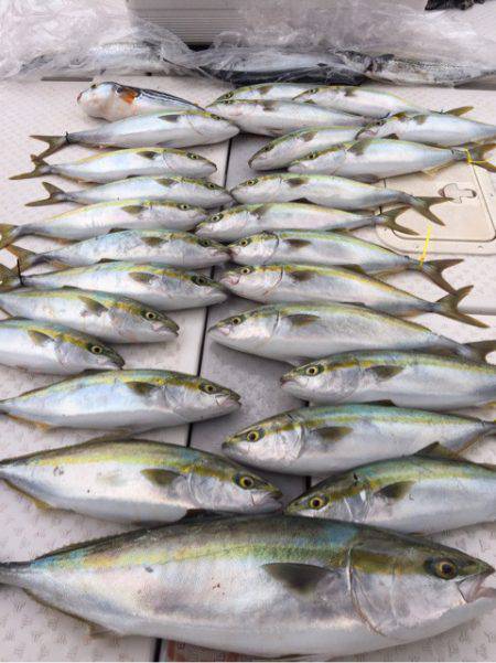 ビッグファイター 釣果