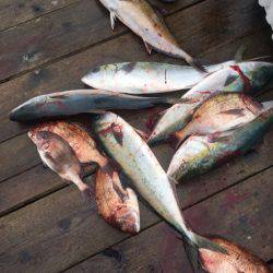 釣り堀水宝 釣果