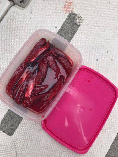 Ｖ−７ West 釣果