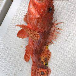 龍神丸(鹿児島) 釣果