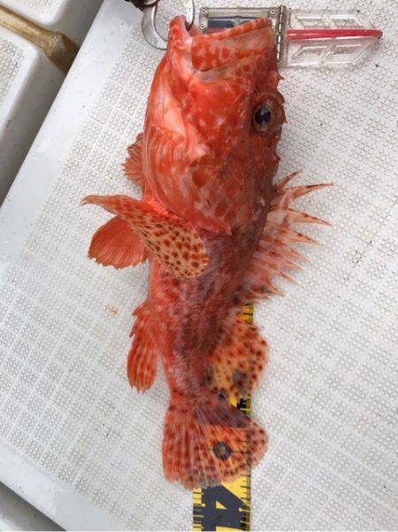 龍神丸（鹿児島） 釣果