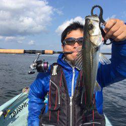 アマテラス 釣果