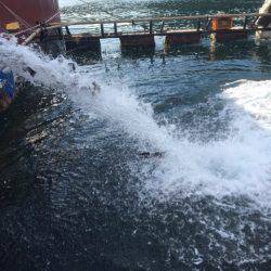 釣り堀水宝 釣果