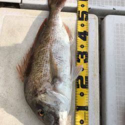 龍神丸(鹿児島) 釣果